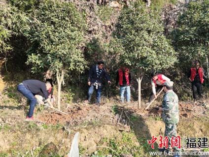 图为团队成员移植桂花树。 三明学院建筑工程学院供图 图为团队成员移植桂花树。 三明学院建筑工程学院供图